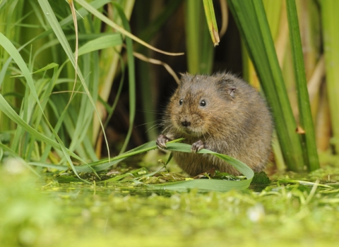 Water vole