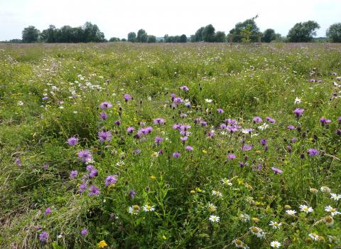 Wildflowers - Trumpington Meadows