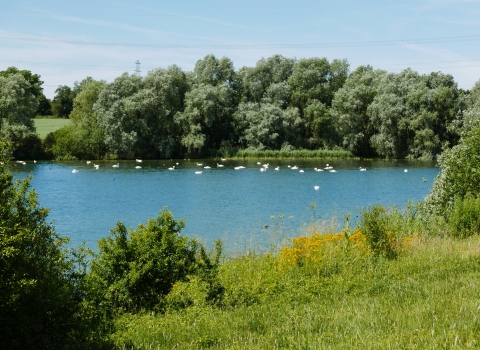 Swans at Grafham Water 
