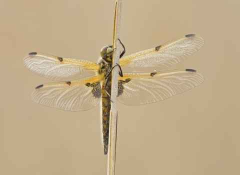 Four spotted chaser dragonfly - Dawn Monrose