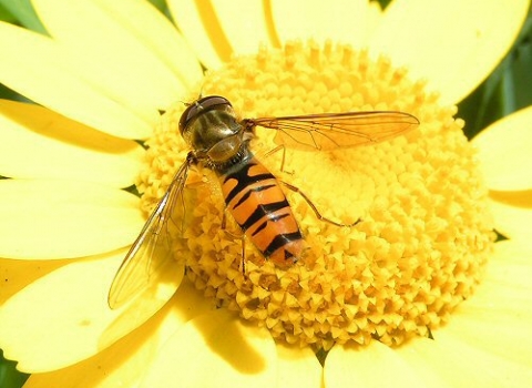 Marmalade fly on a bright yellow flower