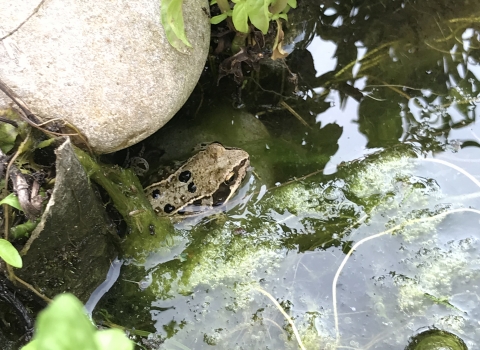 A frog in Laura's pond