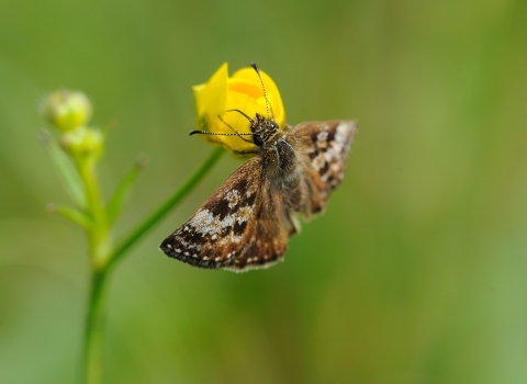 A dingy skipper butterfly on a yellow flower
