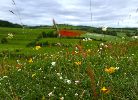 Wildflower meadow - Knocking Hoe NNR