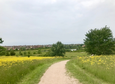 A path through a flowering meadow in Cambourne, full of yellow
