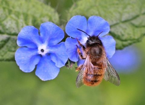 A red mason bee on a purple flower