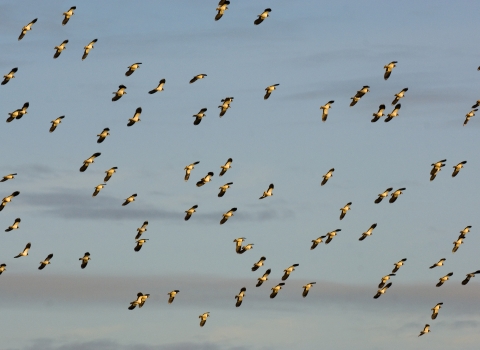 Flock of lapwings - Andrew Parkinson/2020Vision