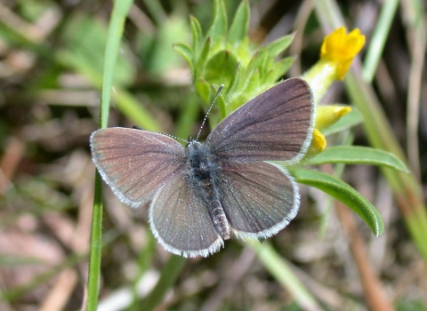 Small Blue Butterfly - credit The Wildlife Trust BCN 