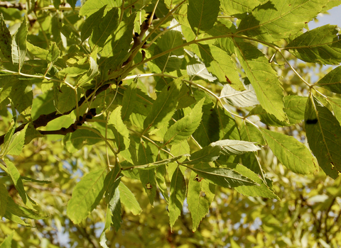 Leaves of a healthy ash tree