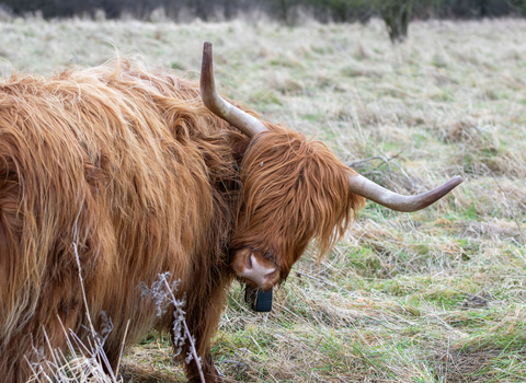 A ginger highland cow, looking over its shoulder towards the camera