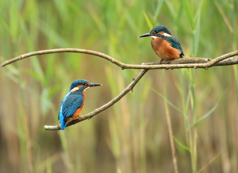2 kingfishers perched on a branch, looking toward eachother