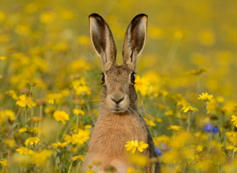 Brown hare with corn marigolds