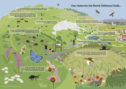 Our vision for the North Chilterns Chalk