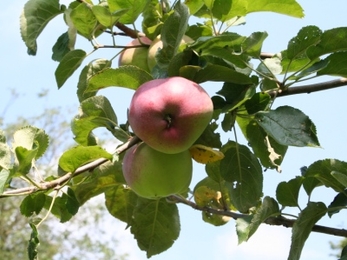Lady Henniker Palgrave apple growing on a tree
