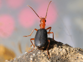 A bombardier beetle looking up from the top of a stone