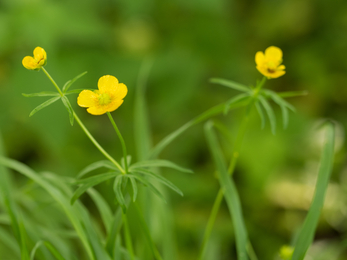 Goldilocks buttercup in flower against a green background