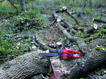 Conifer removal and Brampton Woods with chainsaw