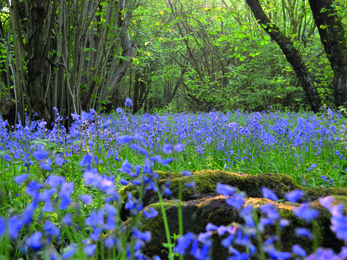 Bluebells in bloom in Brampton Wood
