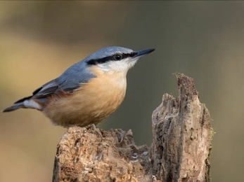 Nuthatch