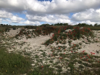 Butterfly bank covered in poppies 2022
