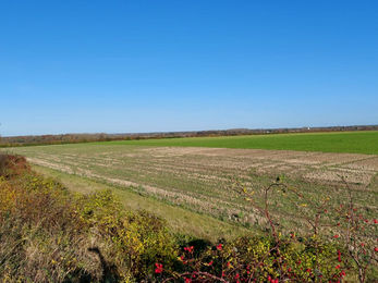 A field adjacent to Fleam Dyke, under a clear blue sky