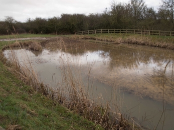 History of a Pond Grafham Pic 6