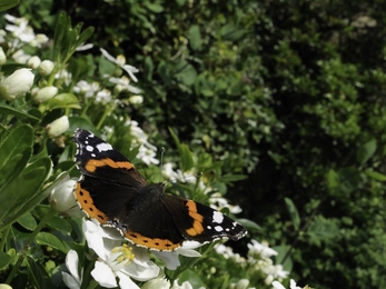 Red admiral butterfly in garden
