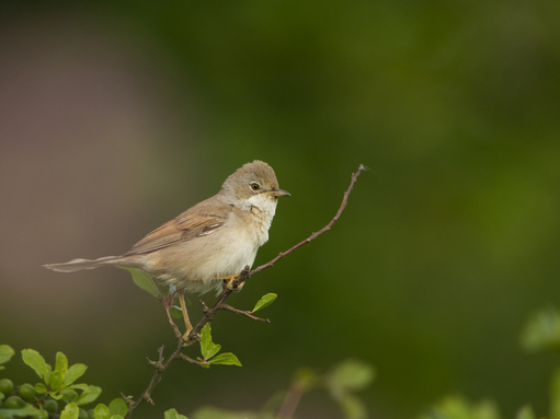 Strawberry Hill | Wildlife Trust for Beds, Cambs & Northants