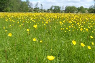 Barford Wood and Meadows. credit Wildlife Trust