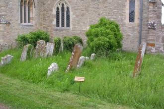 Lichens on gravestones in a labeled 'conservation area' in a churchyard