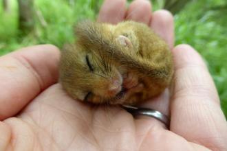 A hibernating dormouse in the hand