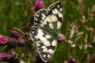 Marbled White butterfly on the Arqiva site