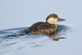 Common scoter female