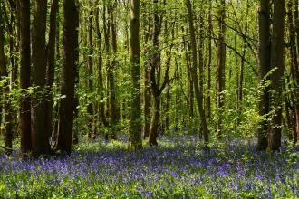 Bluebells at Waresley & Gransden Woods 