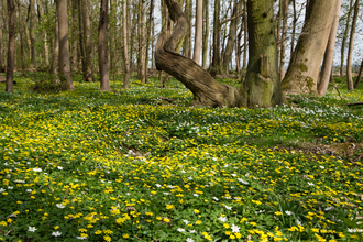 A carpet of lesser celandine flowers at Old Sulehay Forest