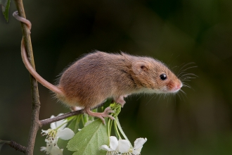 A harvest mouse on hawthorn with its tail curled around the stem