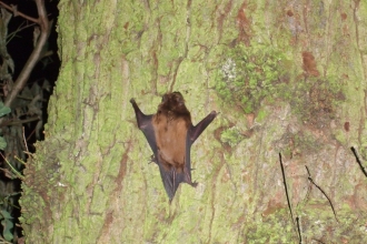 A noctule clinging to the bark of a tree