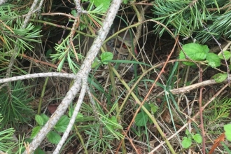 A bird hides in the undergrowth
