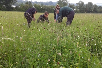 Surveyors count the flowers in Boddington meadow