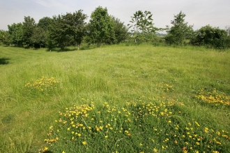 Southorpe Paddock credit. Wildlife Trust