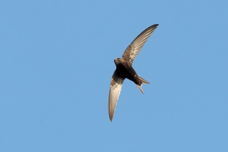 A swift flying in midair against a blue sky