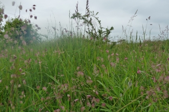 Grassland and flowers at Totternhoe