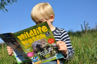 Boy reading Wildlife Watch magazine