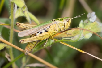 Omocestus viridulus, Common Green Grasshopper - Brian Eversham