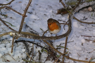 Christmas wildlife