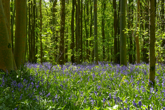 Bluebells in Waresley & Gransden Woods 