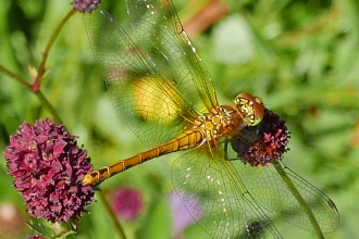 Vagrant emperor dragonfly
