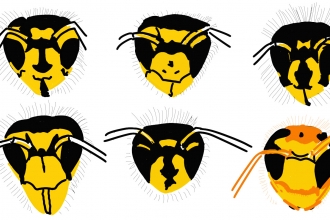 Wasp head illustrations for identifying wasps