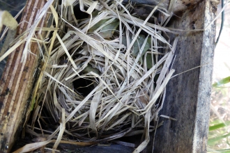 Dormouse nest in box