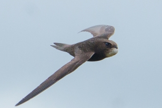 A swift in flight against a pale blue sky